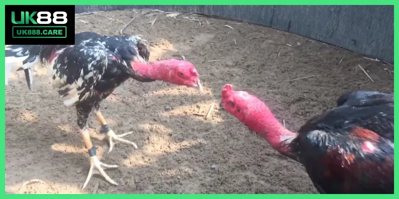 Bí Quyết Đặt Cược Hiệu Quả Khi Xem Trực Tiếp Đá Gà Đòn