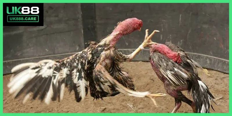 Các tiêu chí đánh giá một chiến kê có tiềm năng