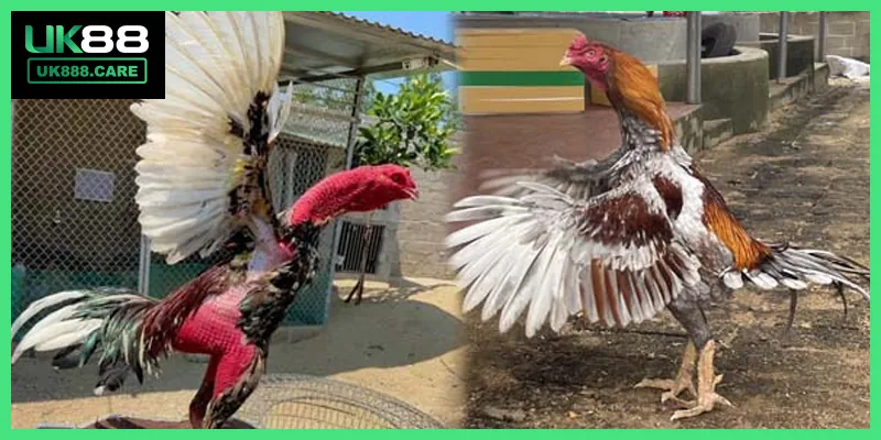 Chiến thuật đặt cược cho từng kiểu người chơi