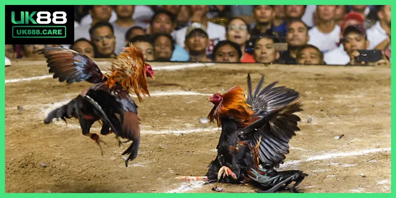 Lý do nên chơi đá gà trực tuyến trên nhà cái UK88