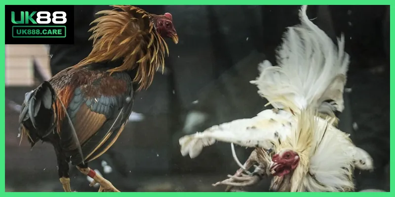 Top Bí Kíp Đặt Cược Đá Gà Trực Tuyến Dễ Thắng Nhất 2025