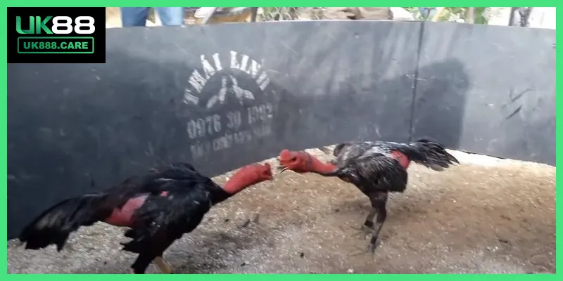 Tuân thủ các lưu ý giúp bạn trải nghiệm cá cược an toàn và hiệu quả